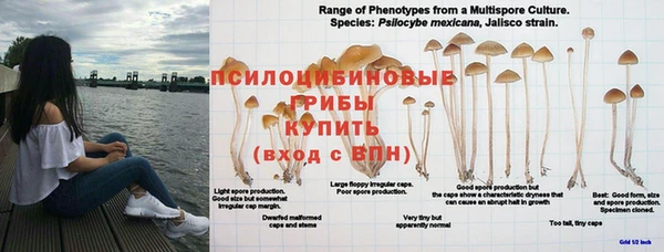 apvp Богданович