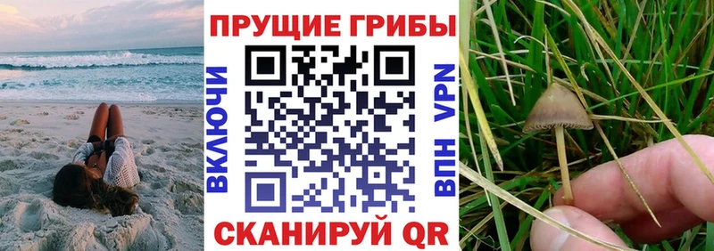 Купить где Кузнецк Псилоцибиновые грибы MAGIC MUSHROOMS